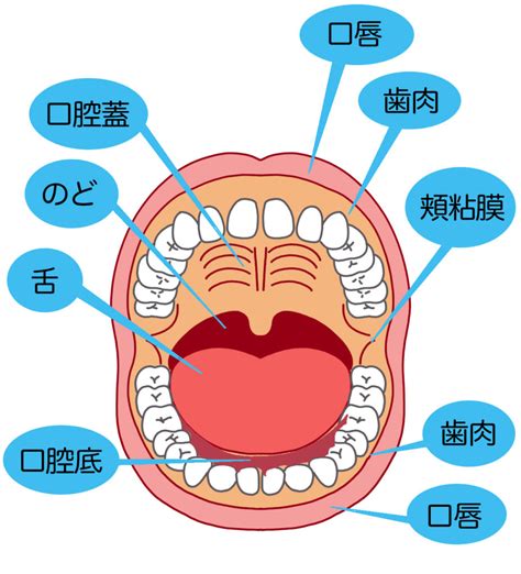 口角 場所|口腔、口の解剖：注釈付きイラスト 